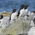 razorbill_msi_h_2037_can1154.jpg